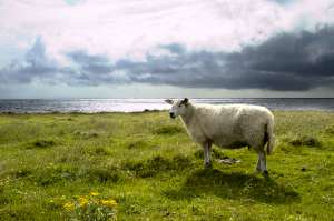 Stormy sheep